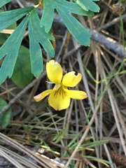 Viola sheltonii