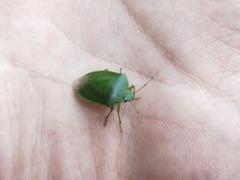 Glaucias