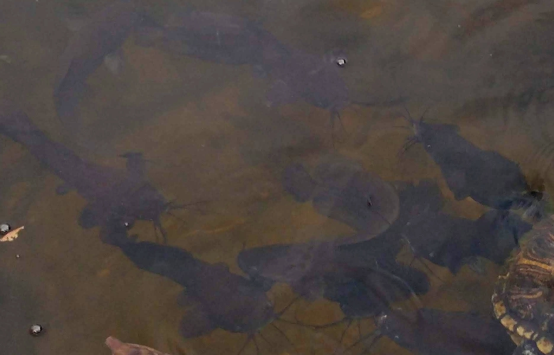 ปลาดุก, ปลาดุกด้าน, ปลาดุกน้ำจืด, aasia angersäga, albino walking fish, alimudan, ålmal, andeng, asiatisk vandrarmal, cá trèn trang, cá trê tráng, clarias catfish, climbing perch, freshwater catfish, froschwels, ikan lele, magur, walking catfish