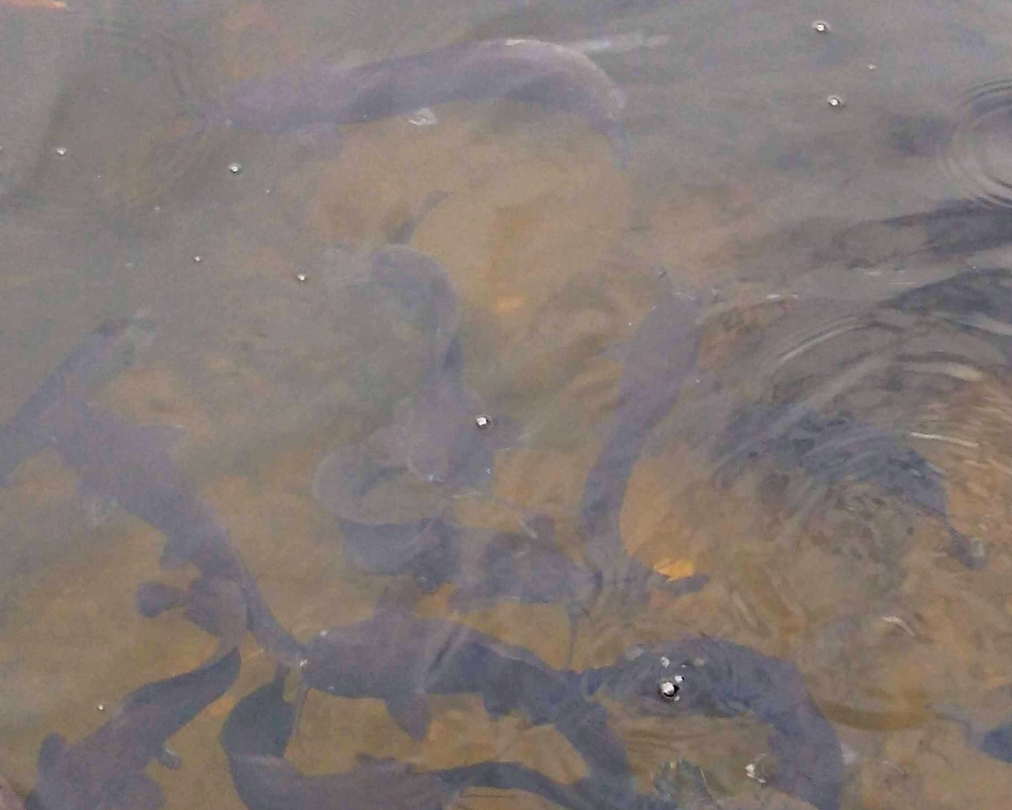 ปลาดุก, ปลาดุกด้าน, ปลาดุกน้ำจืด, aasia angersäga, albino walking fish, alimudan, ålmal, andeng, asiatisk vandrarmal, cá trèn trang, cá trê tráng, clarias catfish, climbing perch, freshwater catfish, froschwels, ikan lele, magur, walking catfish