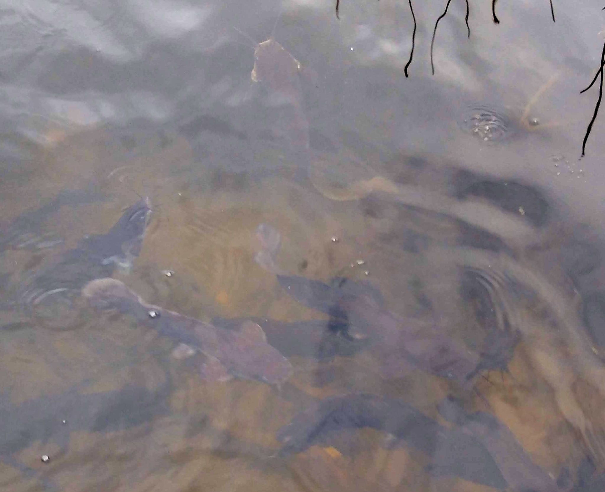 ปลาดุก, ปลาดุกด้าน, ปลาดุกน้ำจืด, aasia angersäga, albino walking fish, alimudan, ålmal, andeng, asiatisk vandrarmal, cá trèn trang, cá trê tráng, clarias catfish, climbing perch, freshwater catfish, froschwels, ikan lele, magur, walking catfish