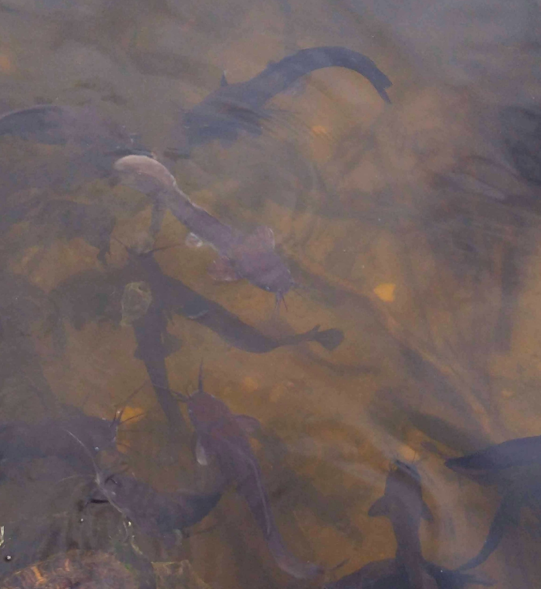 ปลาดุก, ปลาดุกด้าน, ปลาดุกน้ำจืด, aasia angersäga, albino walking fish, alimudan, ålmal, andeng, asiatisk vandrarmal, cá trèn trang, cá trê tráng, clarias catfish, climbing perch, freshwater catfish, froschwels, ikan lele, magur, walking catfish