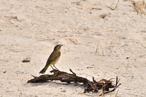 Palm Warbler