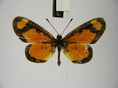 Acraea lumiri