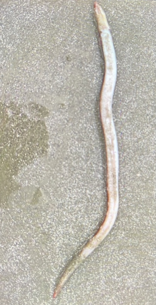 Palespotted eel (Ophichthus puncticeps) — Ophichthidae