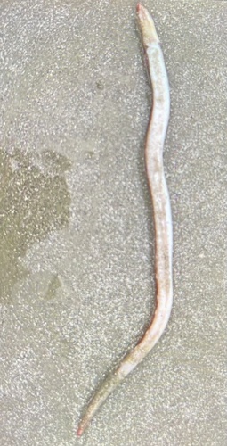 Palespotted eel (Ophichthus puncticeps) — Ophichthidae