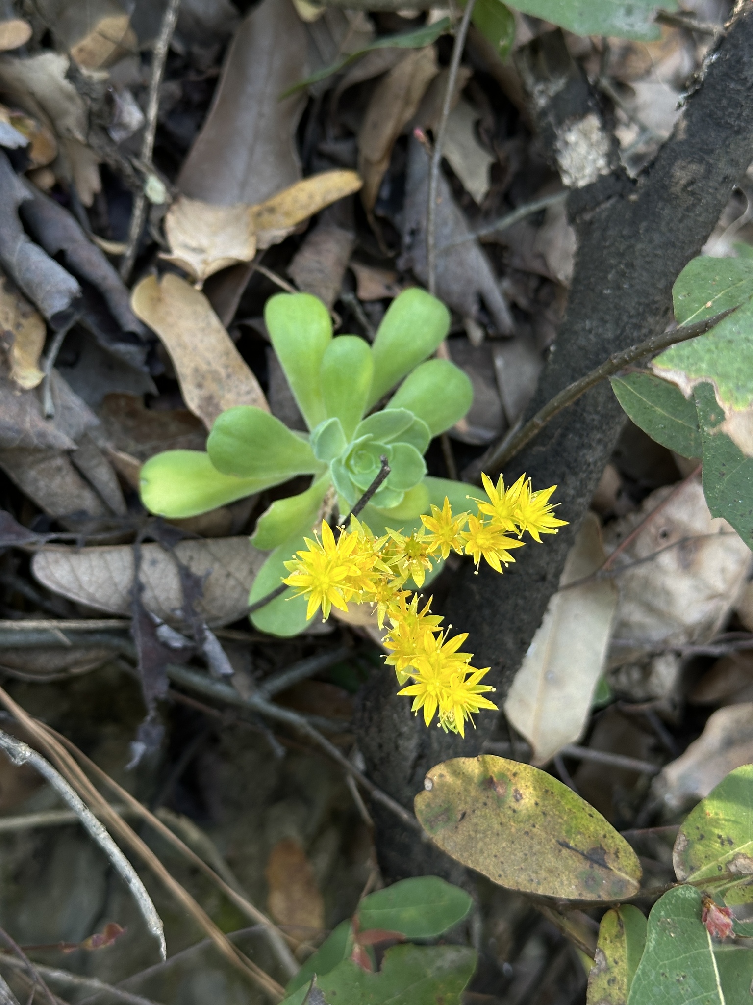 Imagem de Sedum Palmeri