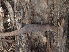 Xantusia vigilis