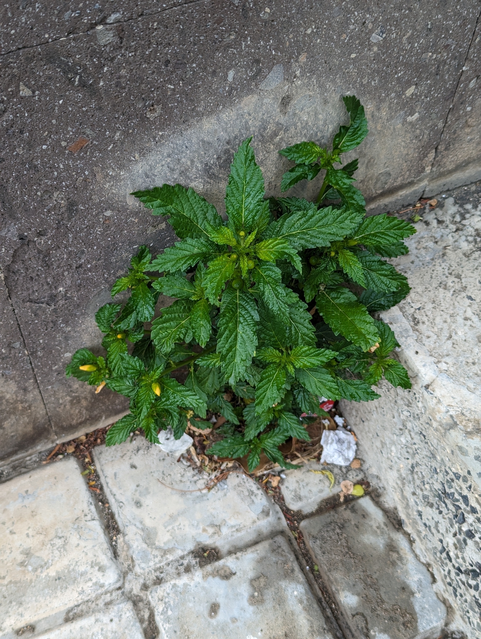 Yerba Damiana