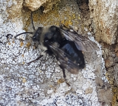 Melecta albifrons