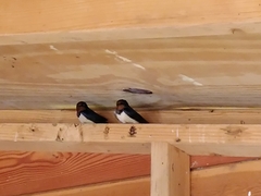 Ceratocapnos claviculata