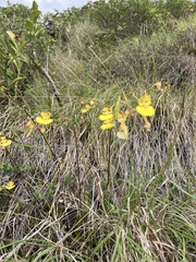 monkeyjodey, CC0, iNaturalist via GBIF Tolumnia urophylla, photograph monkeyjodey, CC0, iNaturalist via GBIF