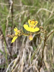 monkeyjodey, CC0, iNaturalist via GBIF Tolumnia urophylla, photograph monkeyjodey, CC0, iNaturalist via GBIF