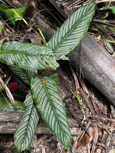 Foto de Maranta-zebrada