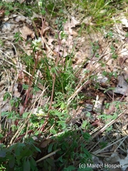 Ceratocapnos claviculata