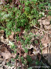 Ceratocapnos claviculata