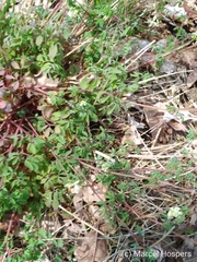 Ceratocapnos claviculata