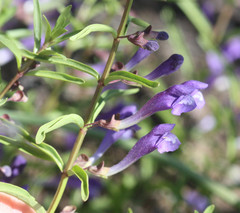 Scutellaria siphocampyloides