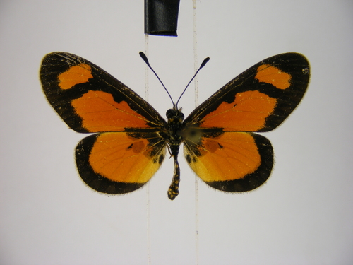 Acraea lumiri