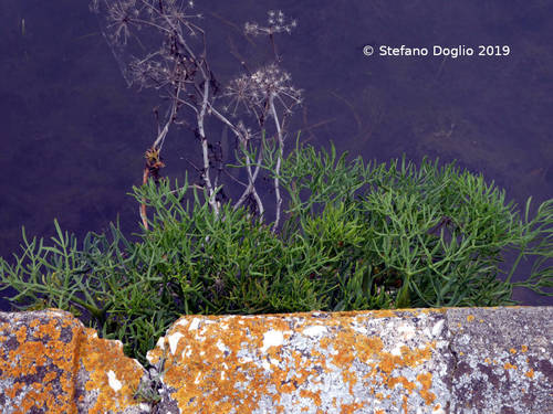 Rock samphire