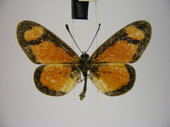 Acraea lumiri