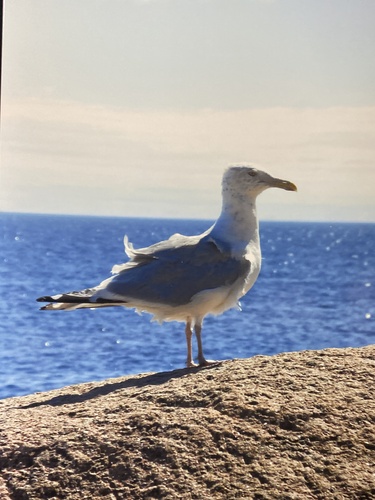 Gaviota argéntea americana (Larus smithsonianus)