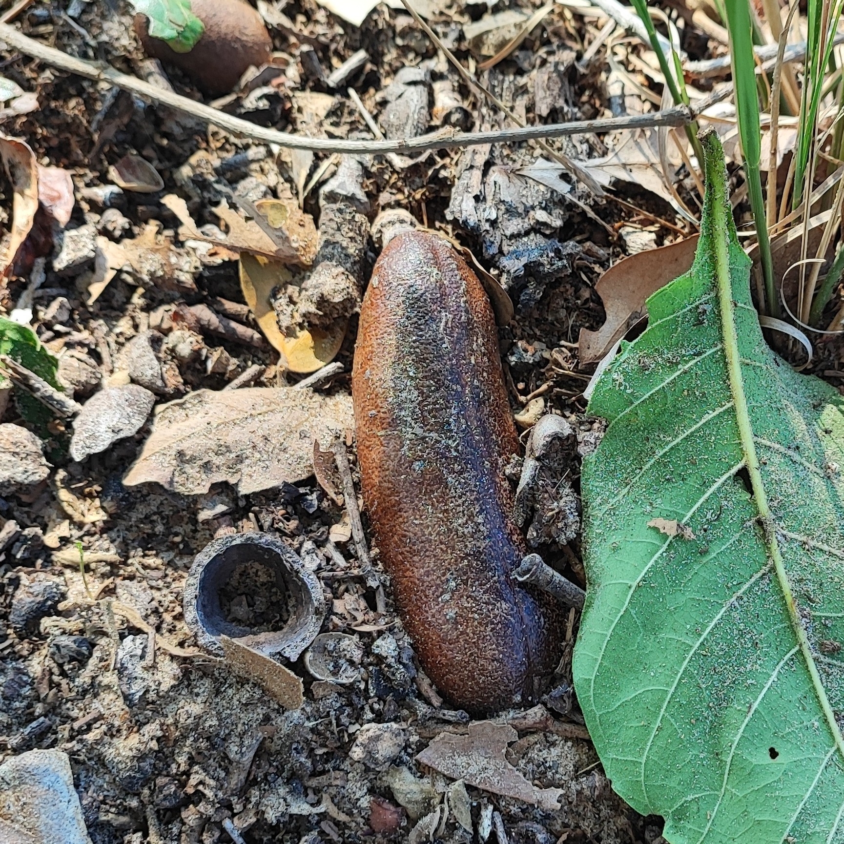 Imagem de Jatobá-do-cerrado