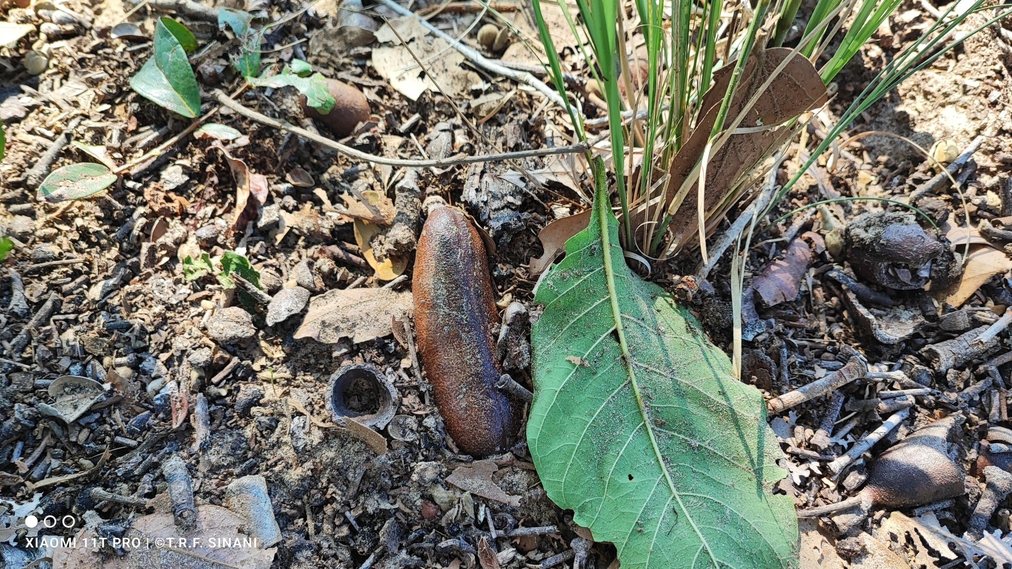Imagem de Jatobá-do-cerrado