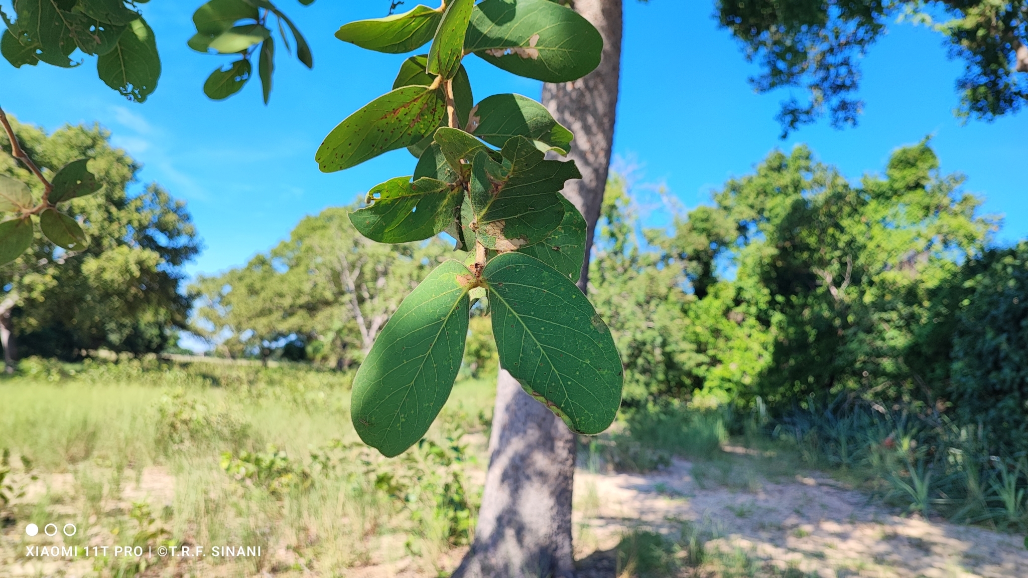 Imagem de Jatobá-do-cerrado