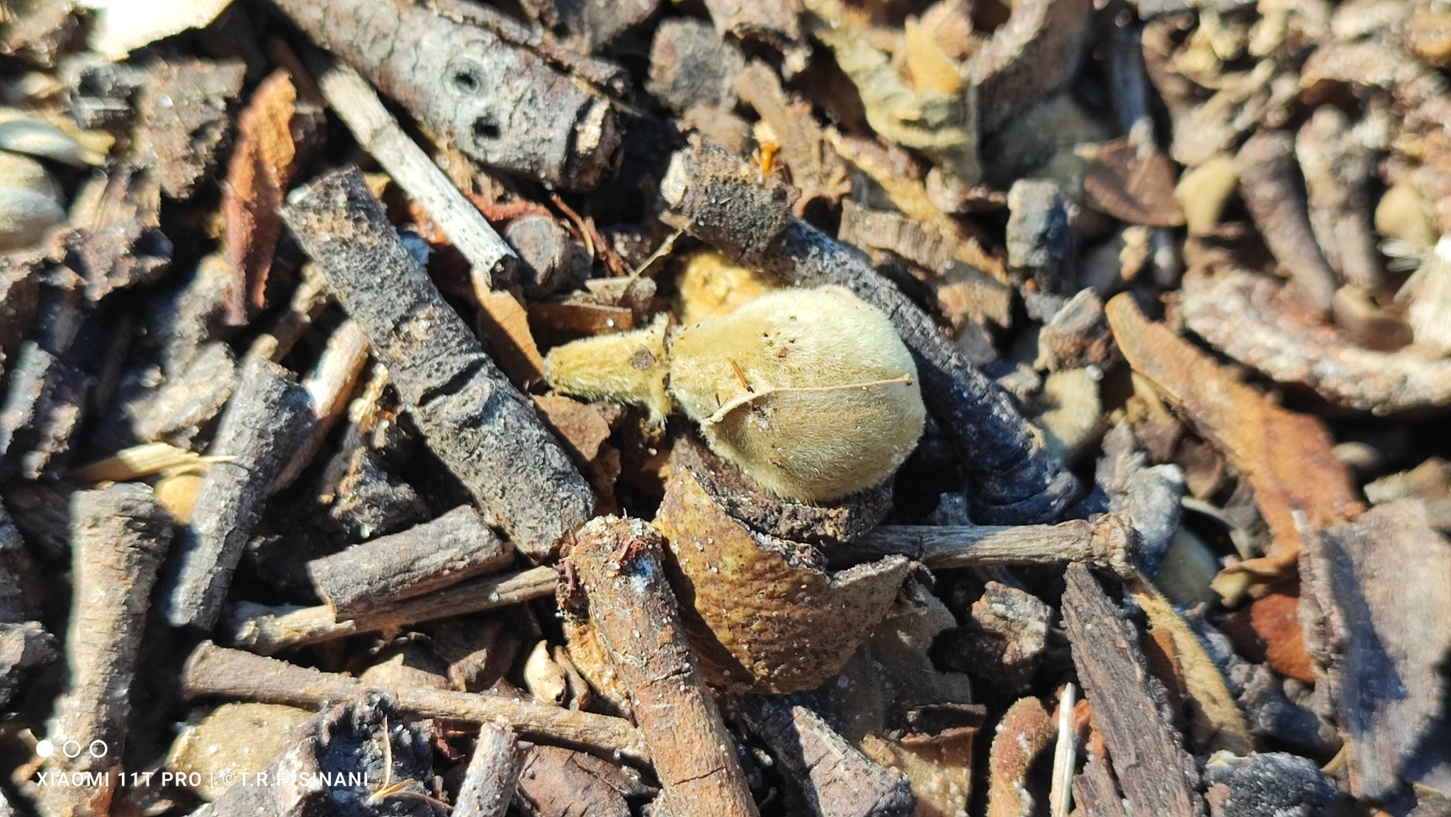 Imagem de Jatobá-do-cerrado