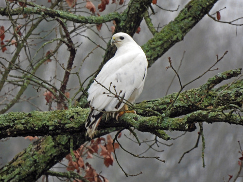 Red-tailed Hawk photographed in Kentucky