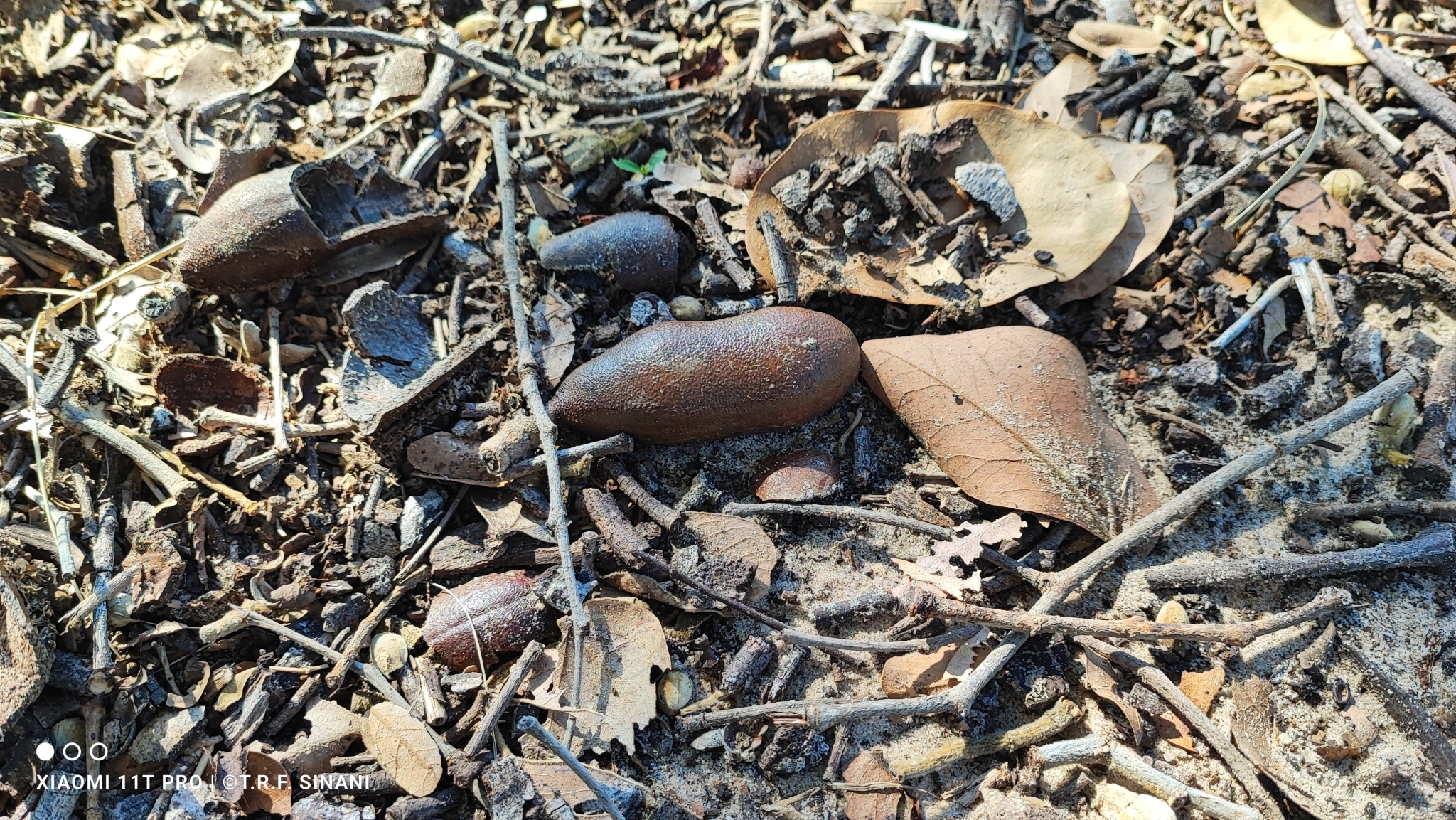 Imagem de Jatobá-do-cerrado