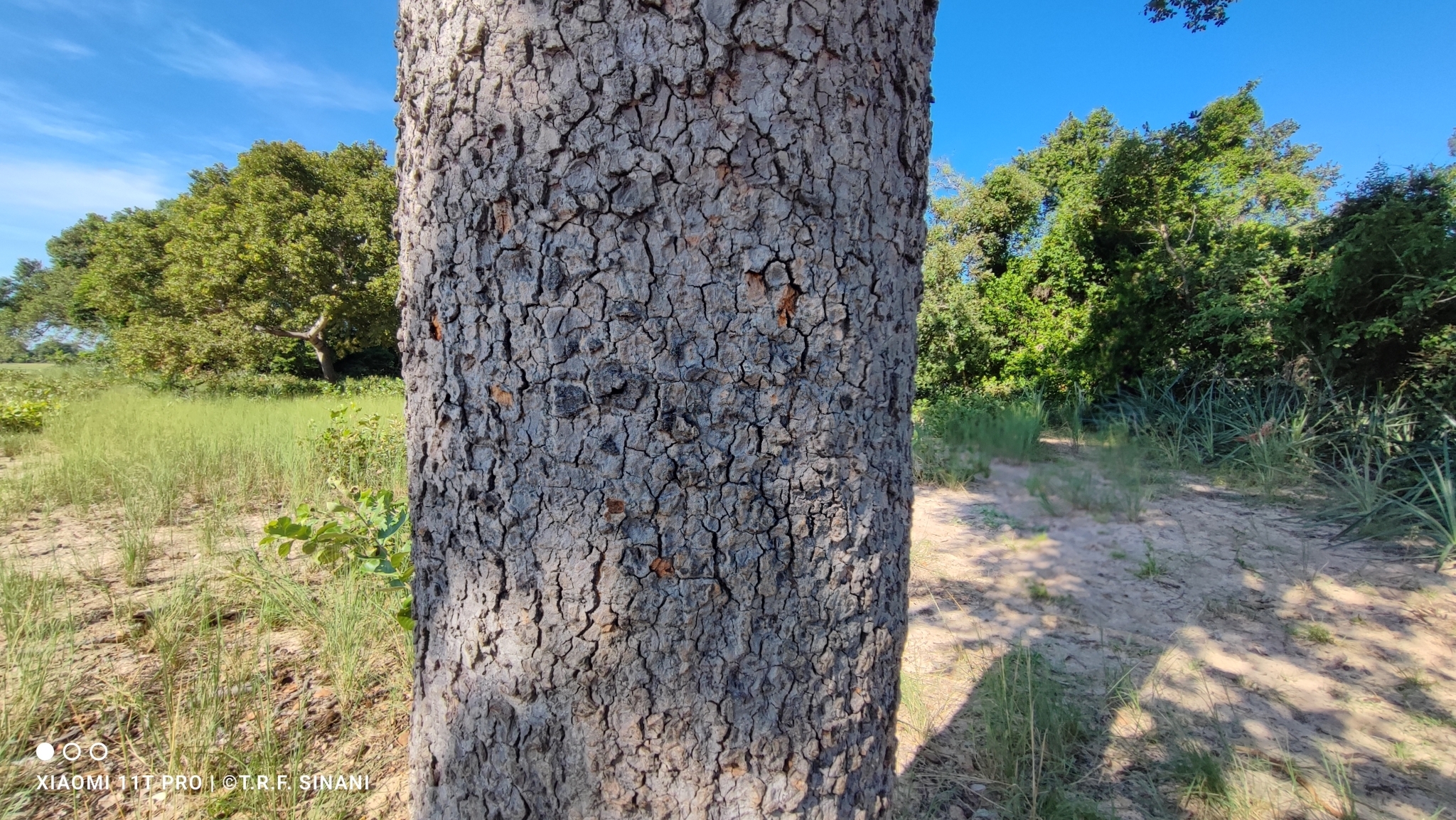 Imagem de Jatobá-do-cerrado