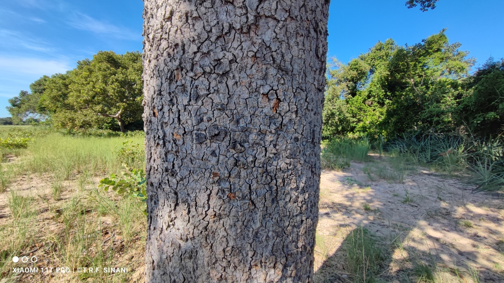 Imagem de Jatobá-do-cerrado