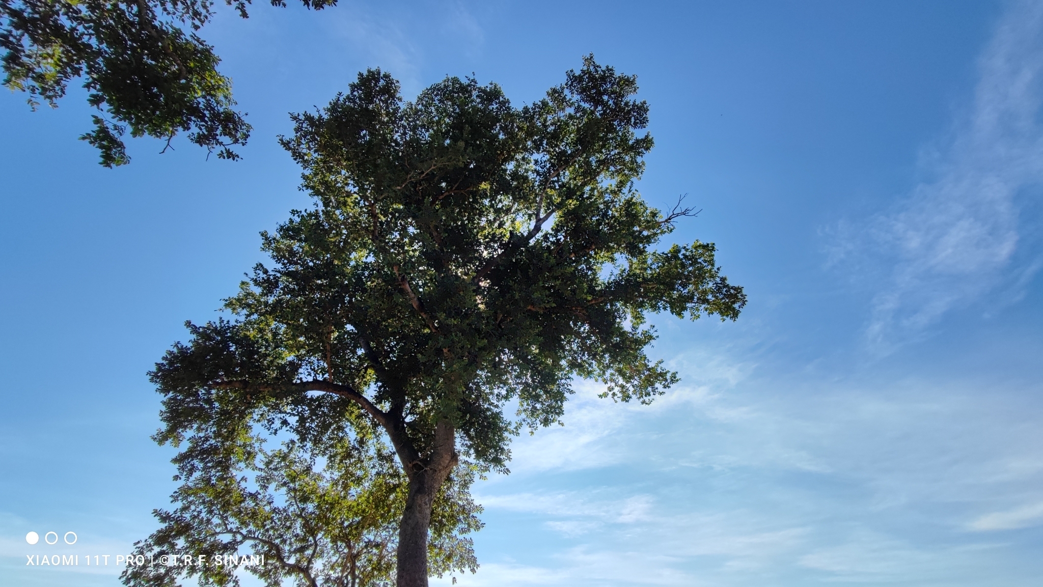 Imagem de Jatobá-do-cerrado