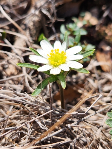 Image of Anemone edwardsiana by (c) Jo Roberts, some rights reserved (CC BY)