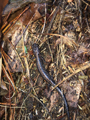 Plethodon welleri