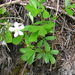 Potentilla tridentata tridentata - Photo (c) Superior National Forest, some rights reserved (CC BY)