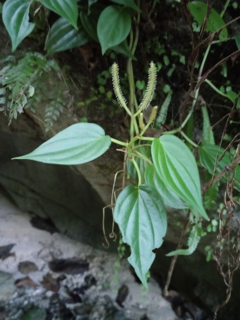 Peperomia cubensis