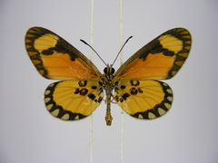 Acraea lumiri