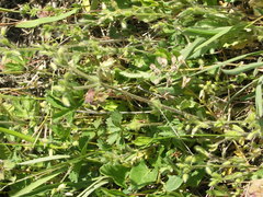 Cerastium brachypetalum