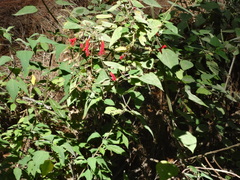 Salvia gesneriiflora