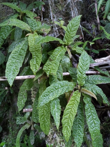 Gesneria barahonensis