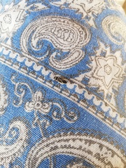 Ochrostomus pulchellus