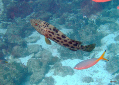 Epinephelus tukula
