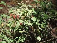 Salvia gesneriiflora