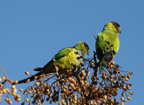Aratinga ñanday (Aratinga nenday)