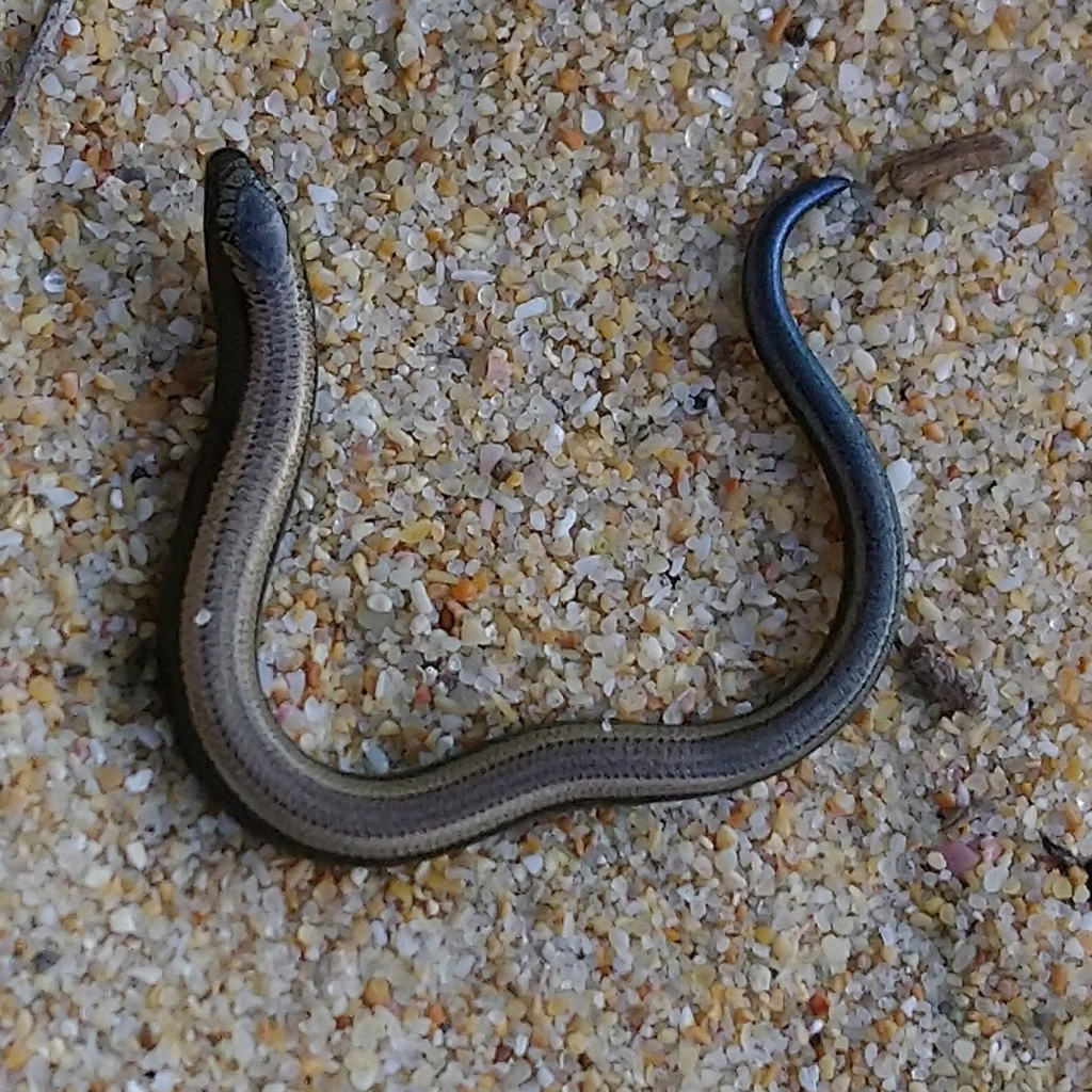 Algoa Dwarf Burrowing Skink