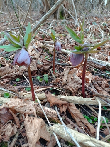 Helleborus purpurascens (Helleborus purpurascens)