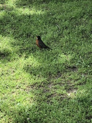 Turdus migratorius